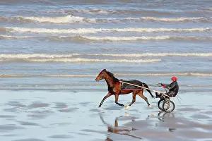 Training: Racehorse training with sulky at low tide - Normandy France