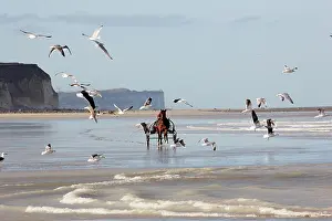 Training: Racehorse training with sulky at low tide - Normandy France