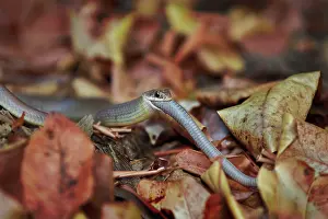 Cannibalism: Racer snake eating garden snake