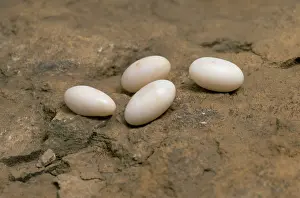 Aspidoscelis: Racerunner Eggs