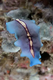 Flatworm: Racing Stripe Flatworm - Happy Ending dive site