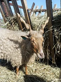 Spiral: Racka (Ovis aries strepsiceros Hungaricus)