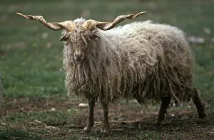 Racka: Racka sheep