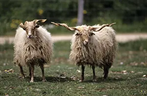 Racka: Racka sheep