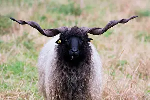 Absurd: Racka sheep (Ovis aries strepsiceros Hungaricus)