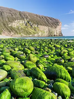 Kelp: Rackwick Bay Beach, Hoy island, Orkney islands