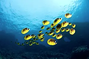Racoon: Racoon Butterflyfish