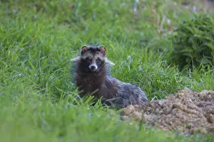 Racoon: Racoon Dog - adult next to its den - Germany