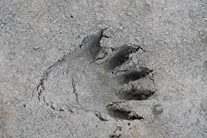 Racoon: Racoon - footprint in sand - Germany