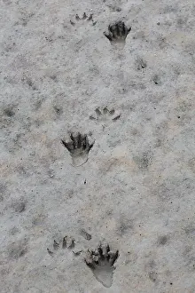 Racoon: Racoon - footprints in sand - Germany