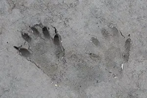 Racoon: Racoon - footprints in sand - Germany