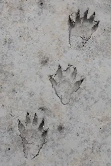 Racoon: Racoon - footprints in sand - Germany