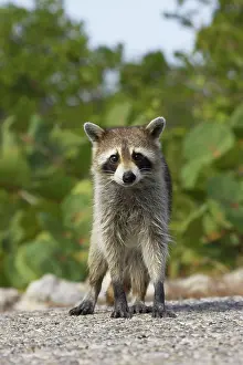Racoon: Racoon / Raccoon