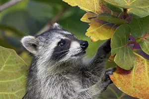 Racoon: Racoon / Raccoon
