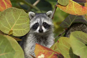 Racoon: Racoon / Raccoon