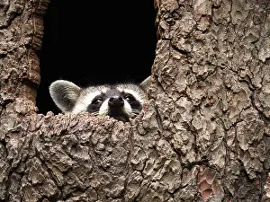 Racoon: Racoon-sitting in hole of a tree and looking out, Germany