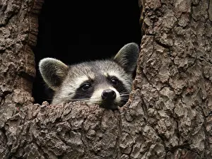 Racoon: Racoon-sitting in hole of a tree and looking out, Germany