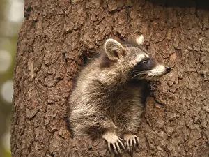 Racoon: Racoon-sitting in hole of a tree and looking out, Germany