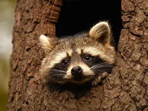 Racoon: Racoon-sitting in hole of a tree and looking out, Germany