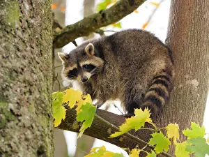 Racoon: Racoon-sitting on a tree and looking, Germany