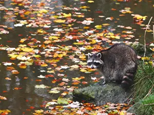 Racoon: Racoon-standing close to a lake and looking, Germany