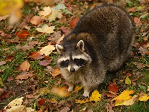 Racoon: Racoon-standing on a leaf covered ground and looking, Germany