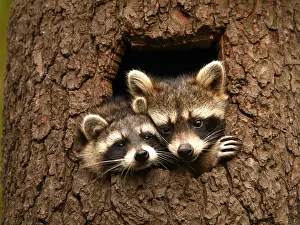 Racoon: Racoon- two of themsitting in hole of a tree and