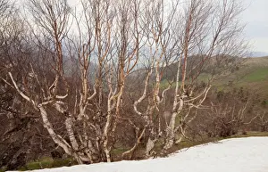 Caucasus: Radde's Birch trees - high in the Lesser Caucasus