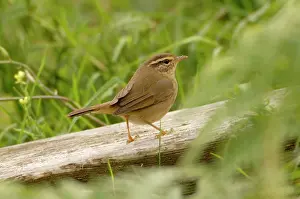 Phylloscopus: Radde's warbler vagrant