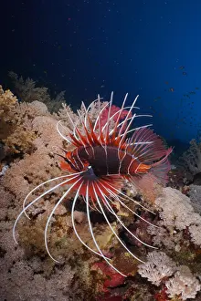 Scorpionfish: Radial firefish (Pterois radiata), Elphinstone Reef