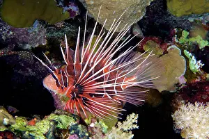 Scorpionfish: Radial firefish (Pterois radiata), Daedalus Reef