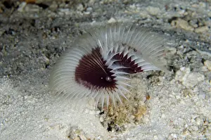 Worm: Radial-horned Tube Worm - Elmoost dive site, Weda