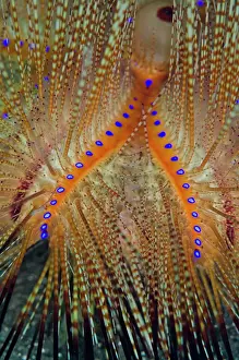 Joleha: Radiant Fire Urchin Joleha dive site, Lembeh Straits