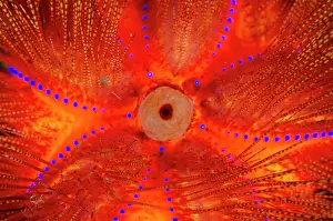 Fire: Radiant Fire Urchin - Sidem dive site, Tulamben