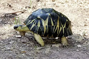 Radiated: Radiated Tortoise