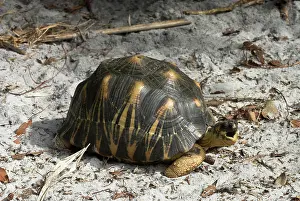 Radiated: Radiated tortoise