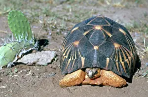 Radiated: Radiated Tortoise