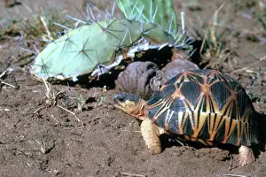 Radiated: Radiated Tortoise