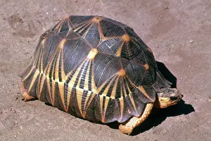 Radiated: Radiated Tortoise