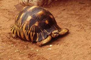 Radiated: Radiated Tortoise