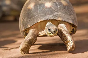 Mary: Radiated tortoise, Astrochelys radiata