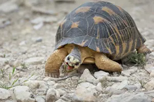 Radiated: Radiated tortoise (Astrochelys radiata), eating