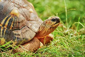 Radiated: Radiated tortoise (Astrochelys radiata) on a meadow