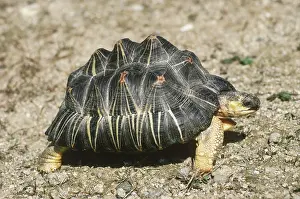 Radiated: Radiated Tortoise (Geochelone radiata)