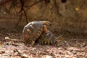 Radiated: Radiated tortoises - mating, captive