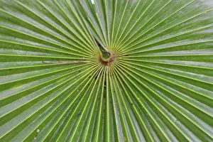 Frond: Radiating pattern in a palm frond