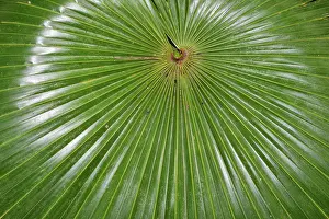 Frond: Radiating pattern in a palm frond