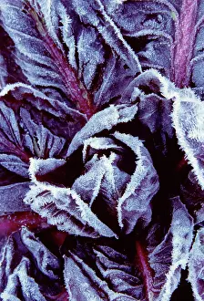 Cichorium: Radicchio