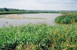 Douglas Napier: Radipole Lake