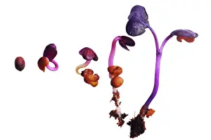 Raphanus: Radish